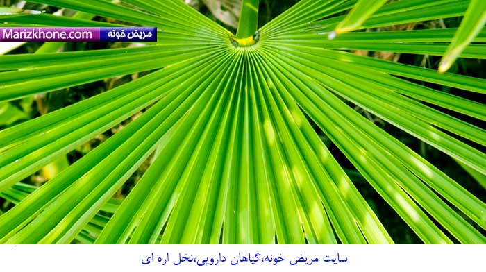 Palm frond Background