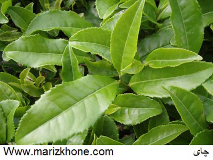 Camellia sinensis L,چای سبز,چای,Theaceae,Green tea,چاي,چاي سبز,چاي سياه,مريض خونه1490,وبسايت تخصصي اطلاعات پزشکي مريض خونه,Www.marizkhone (1)