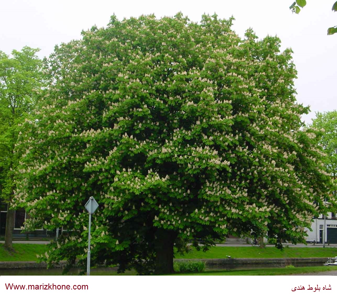 درختانی بلند،دارای چتر و تاجی از شاخ و برگ انبوه هستند وبسایت اطلاعات پزشکی مریض خونه Www.marizkhone.com