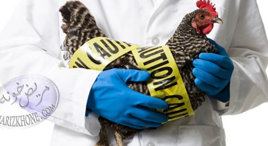 پخت گوشت مرغ ویروس آنفلوانزای مرغی را از بین می برد