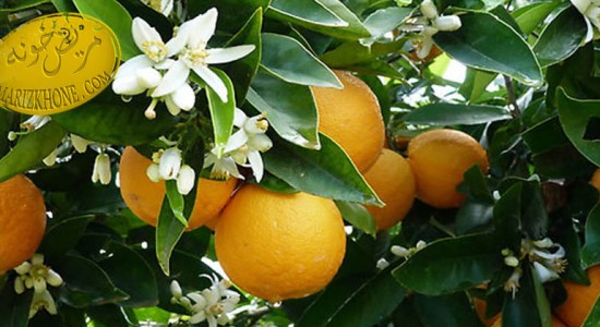 خواص دارویی نارنج/Aurantium Citrus -خواص دارویی میوه ها