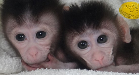 میمون های چینی گریبان گیر بیماری اوتیسم شدند -درمان بیماری اوتیسم-علت ابتلا به بیماری اوتیسم-بیماری اوتیسم-میمون‌های تراریخته-سندرم تکرار- MeCP2