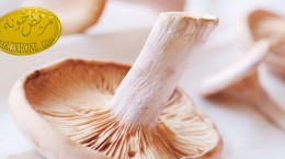قارچ ها گیاهانی گوشت نما هستند -نحوه تشخیص قارچ های خوراکی-میزان پروتئین موجود در قارچ-ویتامین های موجود در قارچ-خواص درمانی قارچ-Mushroom