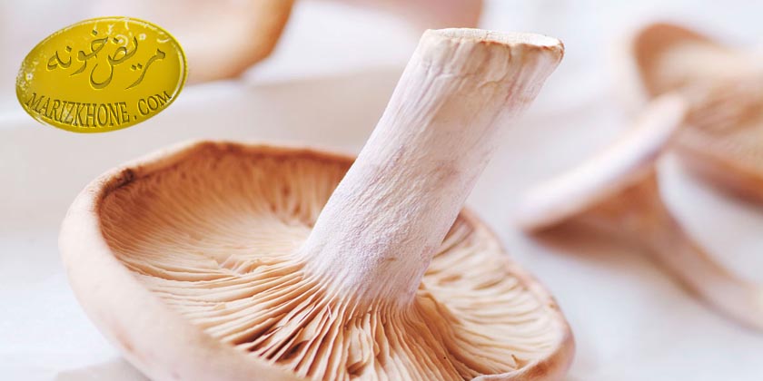 قارچ ها گیاهانی گوشت نما هستند -نحوه تشخیص قارچ های خوراکی-میزان پروتئین موجود در قارچ-ویتامین های موجود در قارچ-خواص درمانی قارچ-Mushroom
