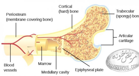 کشف ویژگی خود ترمیمی در استخوان اسفنجی ,خودسازی استخوان به چه معناست,درمان نرمی استخوان در کودکان,راه های جلوگیری از پوکی استخوان,علت ابتلا به پوکی استخوان