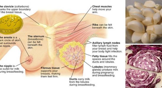 تغذیه و پیشگیری از سرطان سینه